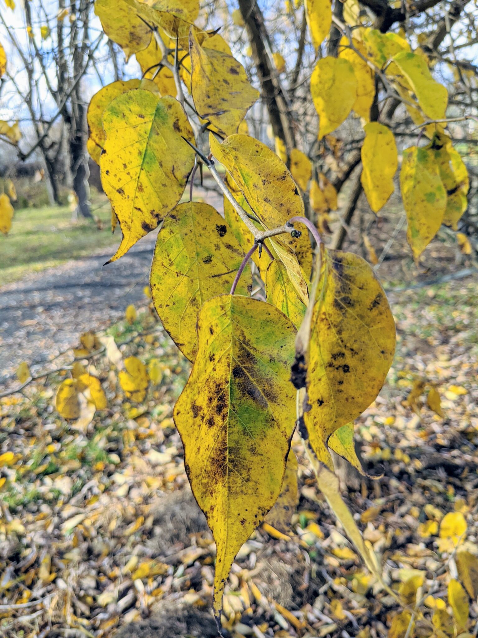 My Osage Orange Trees The Martha Stewart Blog