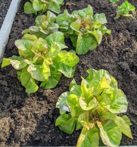 'Red Cross' lettuce has large, fancy, bright heads that are suitable for spring, summer, and fall crops.