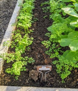 The carrots need a little more time, but they’re all coming in quite nicely. Ryan planted “Danvers Half Long” carrots – rich, dark orange heirloom carrots that grow six to eight inches long. They're so delicious.
