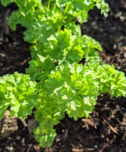 The 'Triple Curled' parsley has beautifully intense triple curled leaves with dark green stems that look great as a garnish. Parsley is a flowering plant native to the Mediterranean. It derives its name from the Greek word meaning “rock celery.” It is a biennial plant that will return to the garden year after year once it’s established.