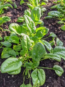 I also grow a lot of spinach. Spinach is an excellent source of vitamin K, vitamin A, vitamin C, folate, and a good source of manganese, magnesium, iron and vitamin B2.