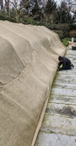 With the burlap secure, any snow that accumulates on top of the finished structures will sit on top or slide down the sides. At the bottom, Phurba uses a long pipe to roll the bottom under the hedge and then secures it with sod staples - everything is so neat and tidy.