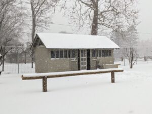 This is the peafowl palais with its snow covered roof. The peacocks and peahens are able to come out, but it seems they all wanted to remain warm and cozy indoors during the storm.