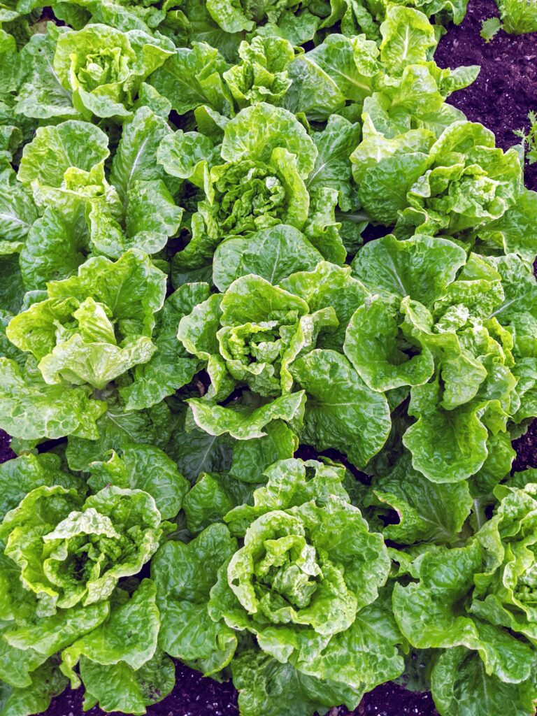 A January Harvest from My Vegetable Greenhouse - The Martha Stewart Blog