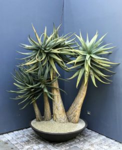 This is Aloidendron dichotomum, formerly Aloe dichotoma, the quiver tree or kokerboom - a tall, branching species of succulent plant, indigenous to Southern Africa, specifically in the Northern Cape region of South Africa, and parts of Southern Namibia. It is planted in a low iron ceramic bowl.