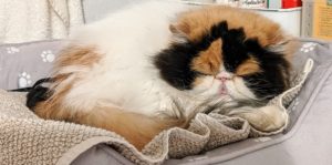 Peony is already napping in her bed under the laundry table. My cats definitely like their routines – they like to eat and go out at the same times and they like to sleep and lounge in the same places. Peony and Tang are very healthy and happy.