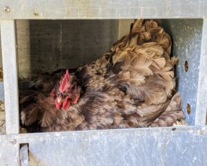 Here's a hen sitting in her nesting box - I wonder if she's sitting on an egg? In general, hens become mature enough to lay eggs around six months of age, though this varies slightly by breed. Healthy hens are able to lay an egg about once a day.