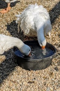 And I always make sure there is plenty of flowing fresh water for all my animals. When temperatures dip, water can freeze quickly and the supply must be checked often. All geese love water bowls where they can dip their full bills to clean their noses and beaks.