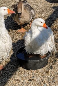 Not only do the waterfowl need the water to drink, but even though they have suitable pools for swimming, they will also try to wade in the water bowls if they can.