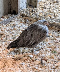 Phoenix chickens are recognized by the American Poultry Association as a standard breed in three varieties: silver, gold, and black breasted red. This hen, along with the others, are silver.