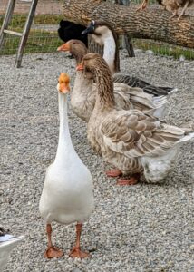 Here is one of the Chinese geese stopping for a photo as two Toulouse geese and an African goose walk across the yard.