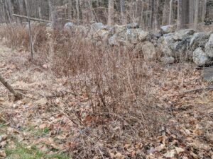 Here is an area that is not yet cleaned. Clearing this area, removing dried twigs and other branches will help reduce the chance of fire by creating a natural firebreak.