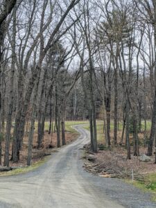 This is one of the most popular views of the farm - the carriage road leading into the woodlands. In winter, it's nice to be able to see through the woods to the hayfield beyond.