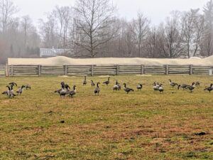 These wild geese can often be seen resting in large numbers in my paddocks. All the activity of my working farm doesn’t bother them one bit.