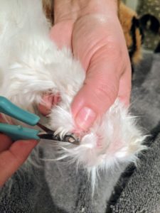 After her bath, Enma checks to see if any of Peony’s nails need trimming. Pet nails grow quickly, so it is important to check them often and trim whenever needed. And only cut the white part of the nail – never the pink part, which is called the quick – this is where the nerve and blood vessels are located.