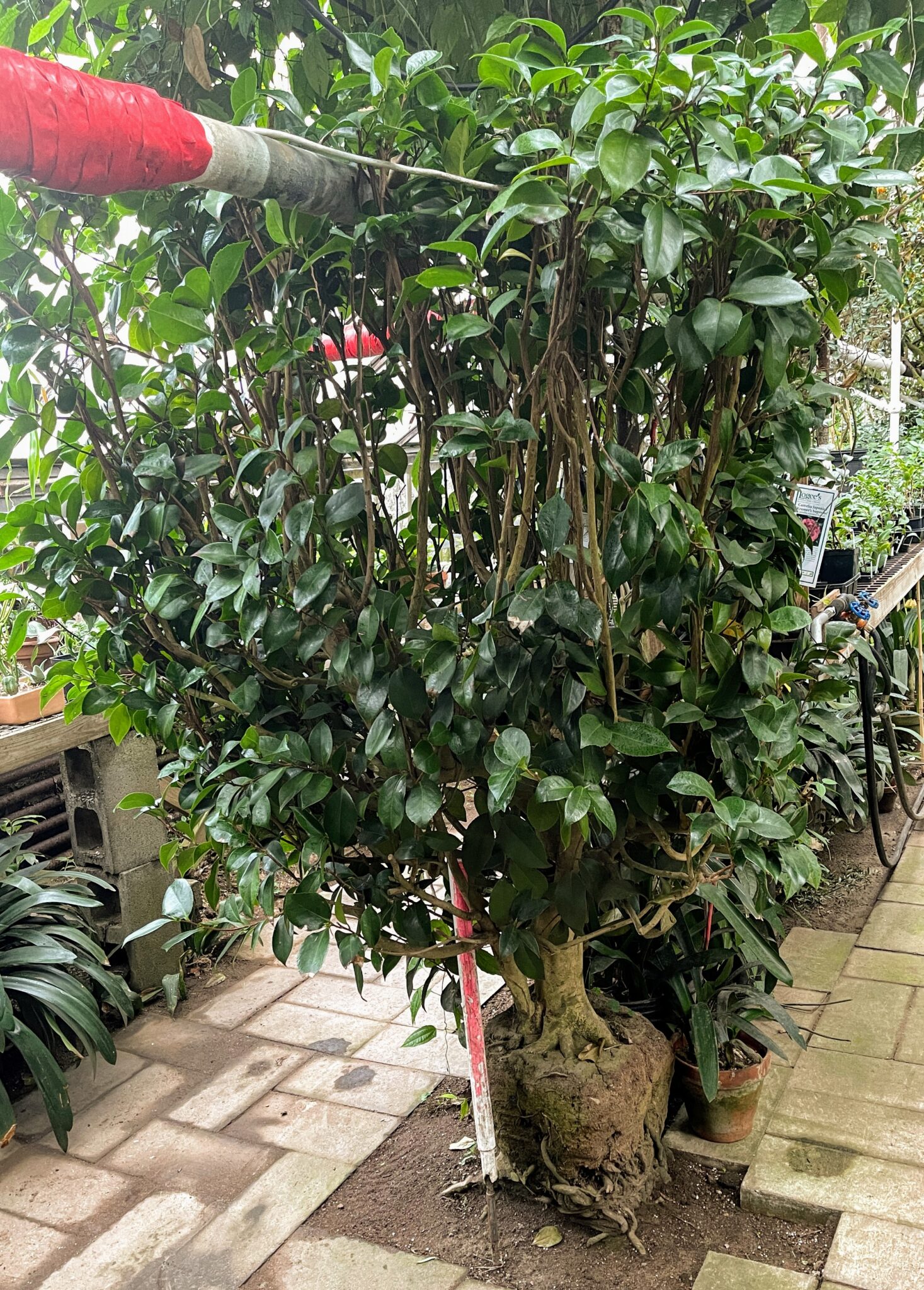 Visiting Logee’s Tropical Container Plants for Home and Garden - The