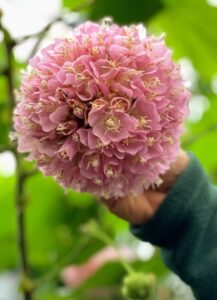This pink bloom is on a Dombeya wallichii, a spectacular flowering shrub from Madagascar which blooms during the winter season. It has a unique buttery fragrance.