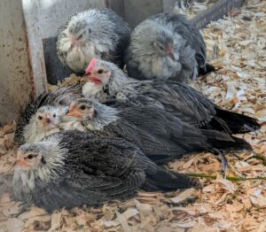 Here is a photo of all six of them huddled together inside the coop last November - about three weeks after they moved out of the basement.