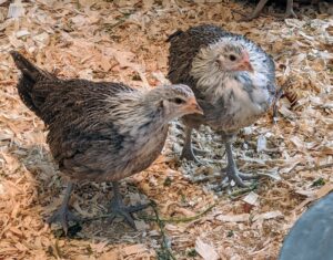 Here, the chicks are happily exploring their surroundings. At this stage, they are still too young to venture outside, but they have a lot of room to roam in the coop.