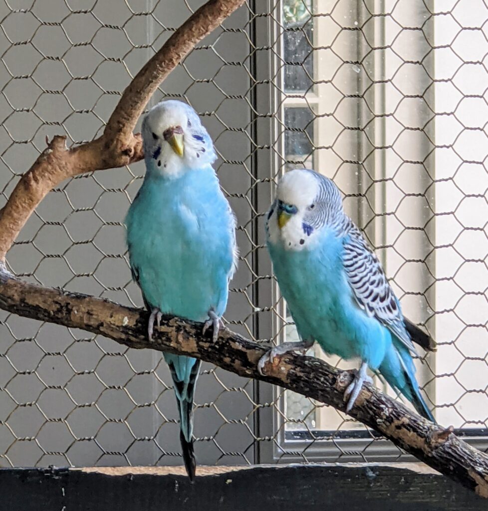 The Parakeets are Thriving - The Martha Stewart Blog