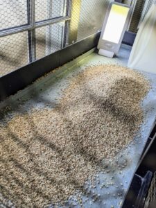 When cleaning, all the seeds are removed and the surface is wiped with a damp rag. Then, a bucket of fresh cob bedding is placed on the bottom tray.