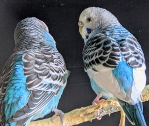 When birds become good friends, they will tap their beaks together in a kind of 'budgie kiss', and will preen each other's face and head.