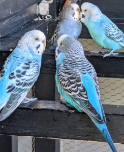 Parakeets often come in green-yellow or blue-green combinations. These blue colors come in many shades from gray to bright cobalt.
