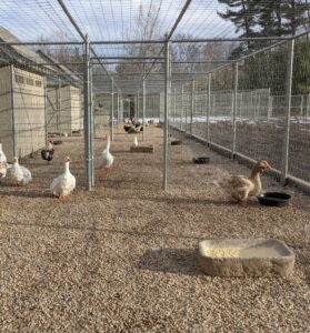 Whenever someone visits, the first to come running are the geese - honking as they waddle to the entrance. Earlier this season, we did some maintenance work on this yard. It has a brand new fence and a new layer of gravel.