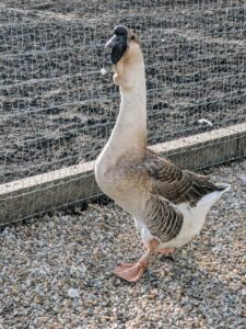 Here is one of my pair of African geese – a breed that has a heavy body, thick neck, stout bill, and jaunty posture which give the impression of strength and vitality. The African is a relative of the Chinese goose, both having descended from the wild swan goose native to Asia. The mature African goose has a large knob attached to its forehead, which requires several years to develop. A smooth, crescent-shaped dewlap hangs from its lower jaw and upper neck. Its body is nearly as wide as it is long.