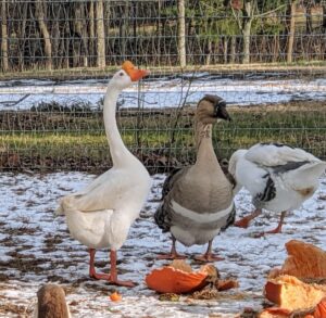 Here is a Chinese goose next to the African goose. Notice the difference in neck length and carriage.