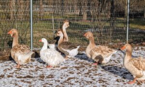 Geese are very hardy and adaptable to cold climates. Waterfowl don't mind the cold at all, but I prefer all my birds indoors at night where it is warm in winter and, of course, safe from predators.
