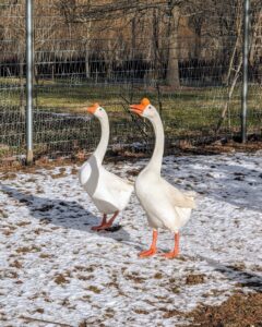 Here is my pair of Chinese geese. These geese most likely descended from the swan goose in Asia, though over time developed different physical characteristics, such as longer necks and more compact bodies. The Chinese goose is refined and curvaceous. Its bill is relatively long and slender, with a large, rounded, erect knob that attaches to its forehead. The Chinese goose holds its head high. Its head flows seamlessly into a long, slim, well-arched neck which meets the body at about a 45 degree angle. Its body is short, and has a prominent and well-rounded chest, smooth breast and no keel. Mature ganders average 12 pounds, while mature geese average 10 pounds.
