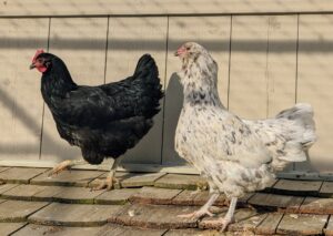 My other chickens, geese, and Guinea hens will soon get to mingle with their newest coop-mates. I’ve raised many different chicken breeds and varieties over the years – they are all so beautiful.