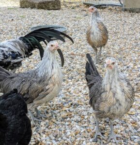 The Phoenix chicken is an alert breed with a pheasant-like appearance.