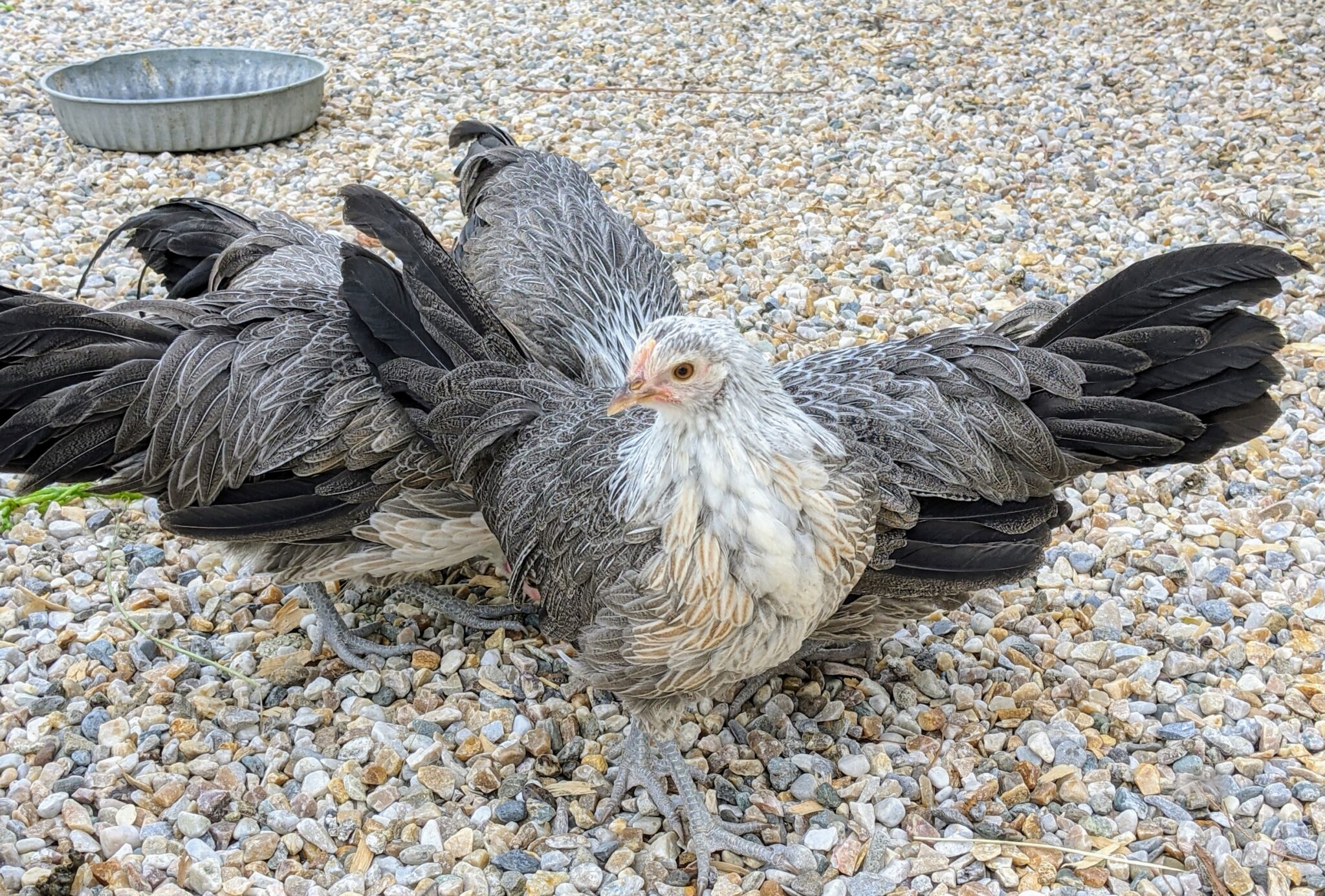 My Growing Phoenix Chickens The Martha Stewart Blog