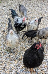 Right now, these Phoenix youngsters are housed with one other young hen. They are all very active with excellent flight skills. They are also very good foragers. These chicks are already foraging around their enclosure.