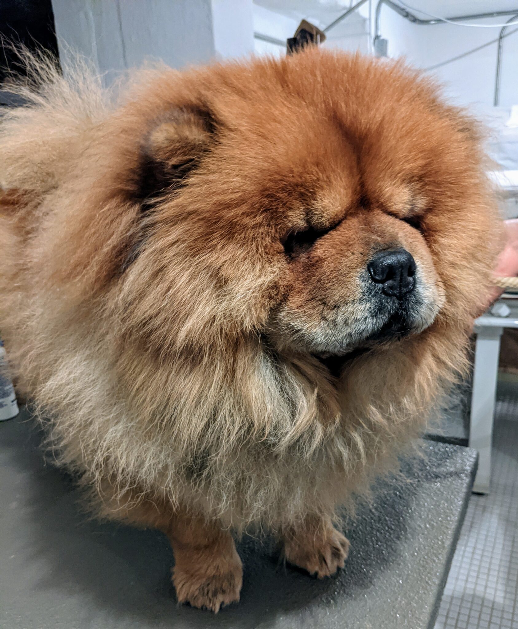 Grooming The Chow Chows The Martha Stewart Blog