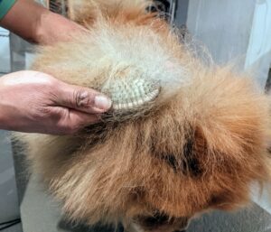 Carlos starts by grooming Qin's back and neck. A Chow Chow has a thick double coat which should be brushed often to remove all the dead hairs.