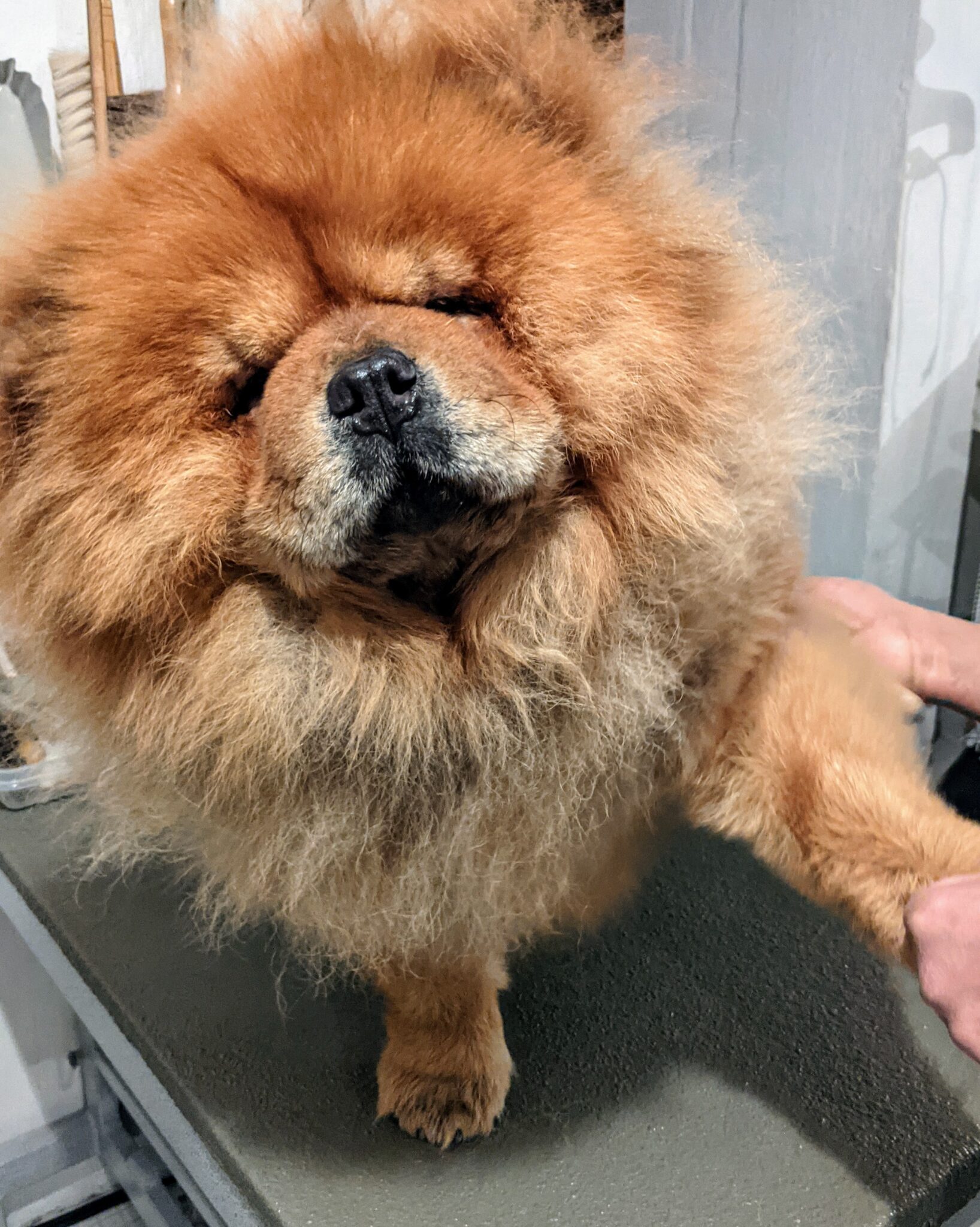 Grooming the Chow Chows The Martha Stewart Blog