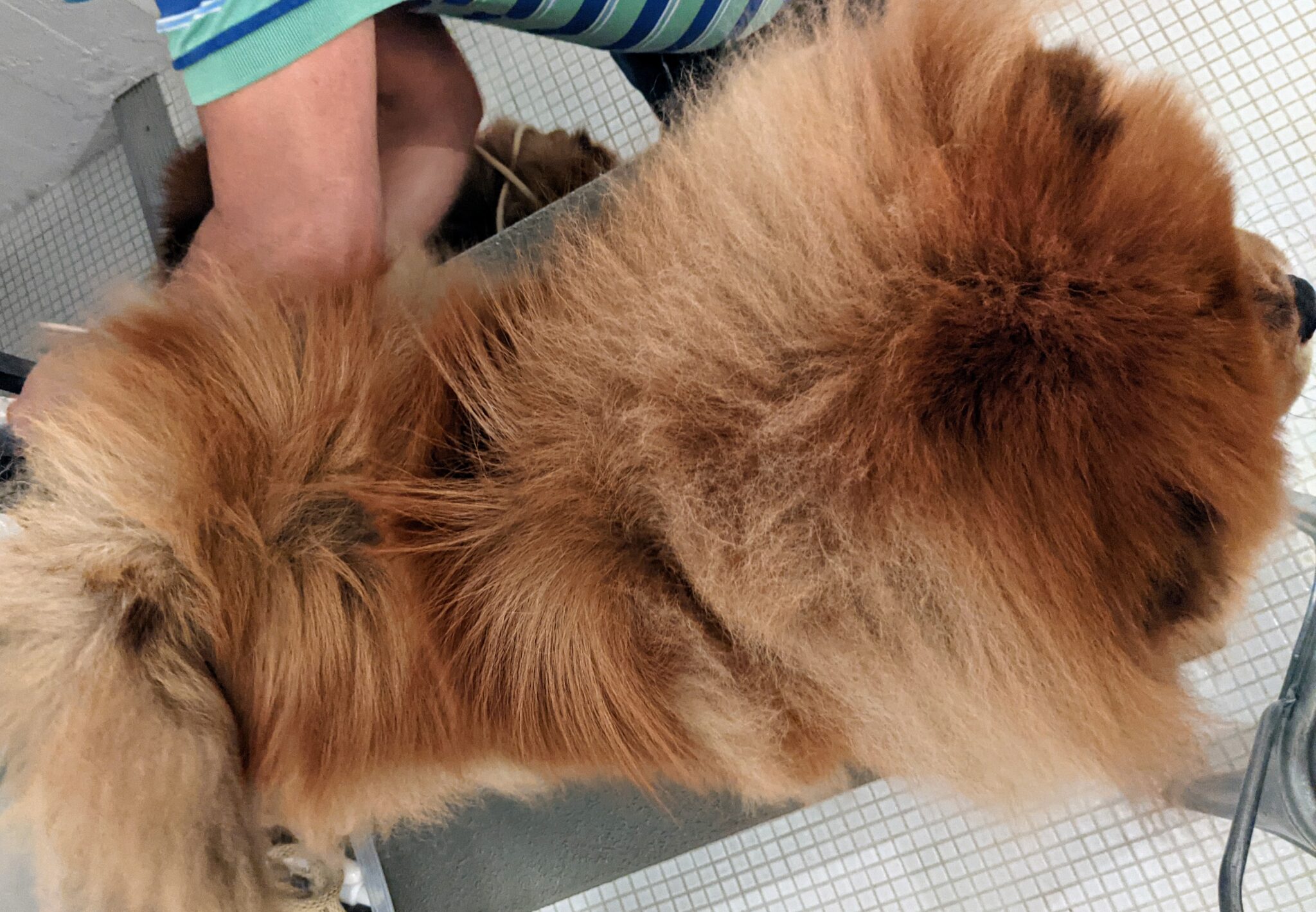 Grooming the Chow Chows The Martha Stewart Blog