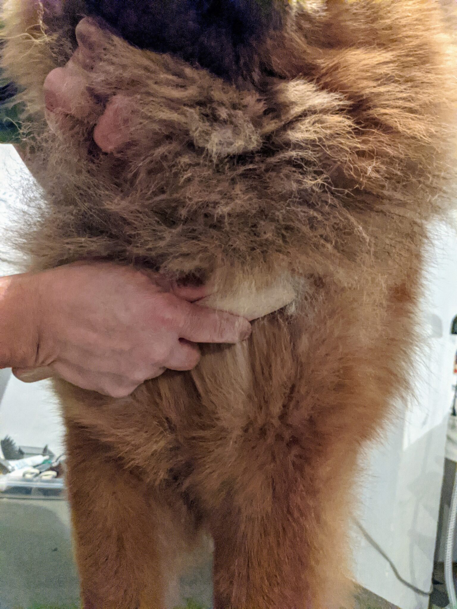 Grooming the Chow Chows The Martha Stewart Blog