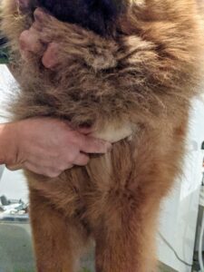 Another important area to brush thoroughly is under the neck. Chow Chows have a lot of coat around the head, giving it a lion-like appearance, so this area can easily get matted.