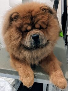 Here is Han taking a break after his grooming session. The Chow Chow's large head with broad, flat skull and short, broad and deep muzzle is proudly carried and accentuated by the big ruff and pronounced scowling expression.