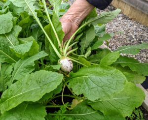 In one bed are these beautiful growing turnips. When harvesting, I always gently remove the surrounding earth first to see if the vegetables are big enough. If not, I push the soil back into place. These turnips look perfect. I picked a good batch.