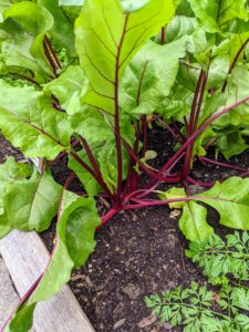 Beet stems are also quite colorful in deep red.