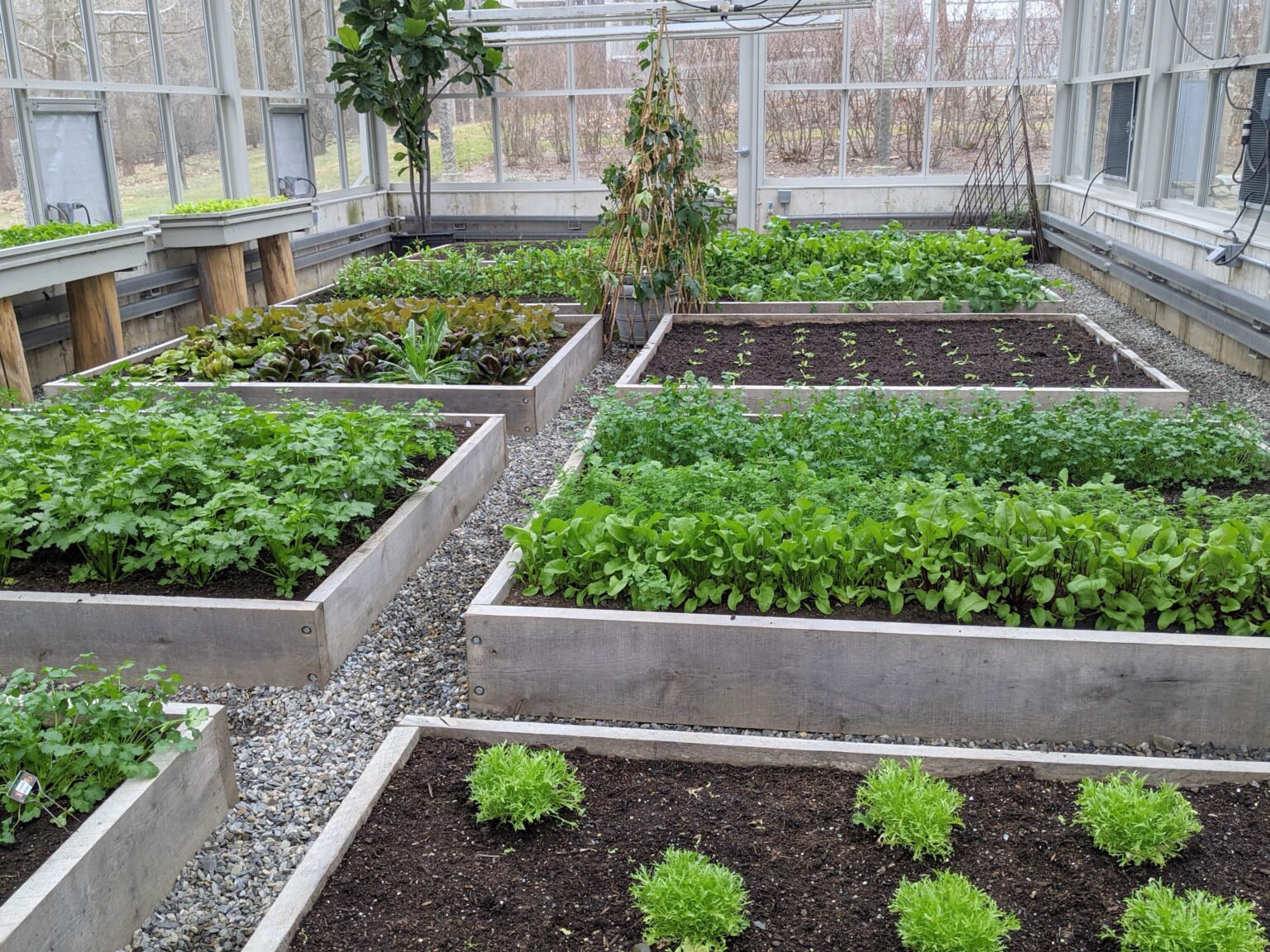 A January Harvest From My Vegetable Greenhouse The Martha Stewart Blog 