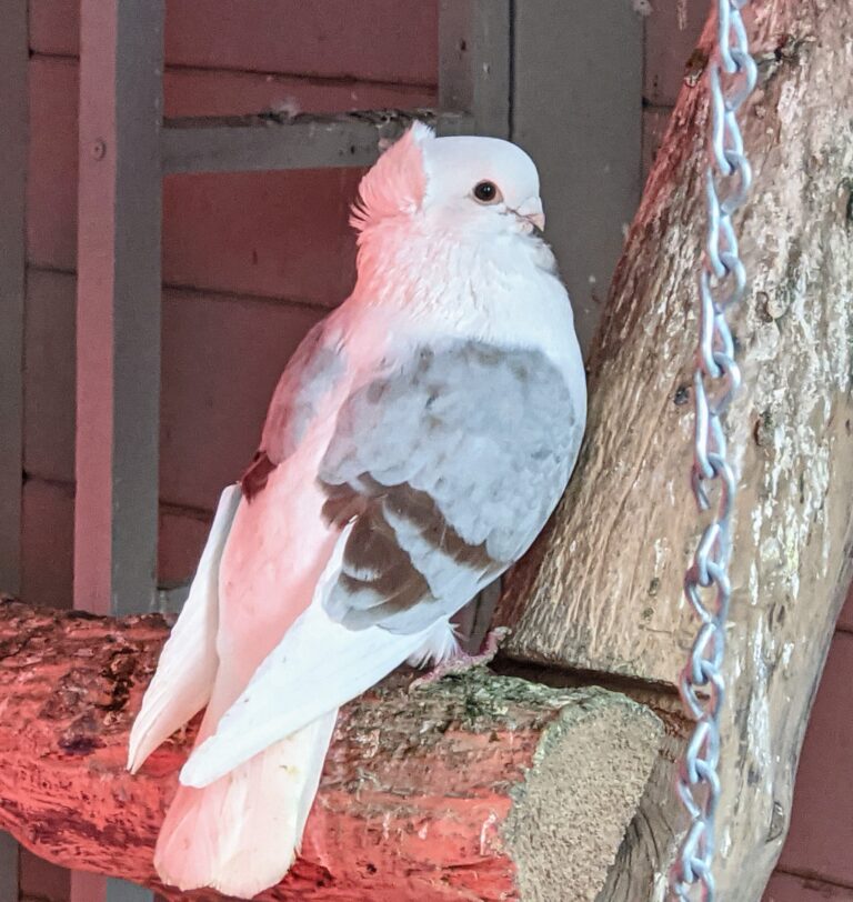 My Growing Flight of Pigeons The Martha Stewart Blog