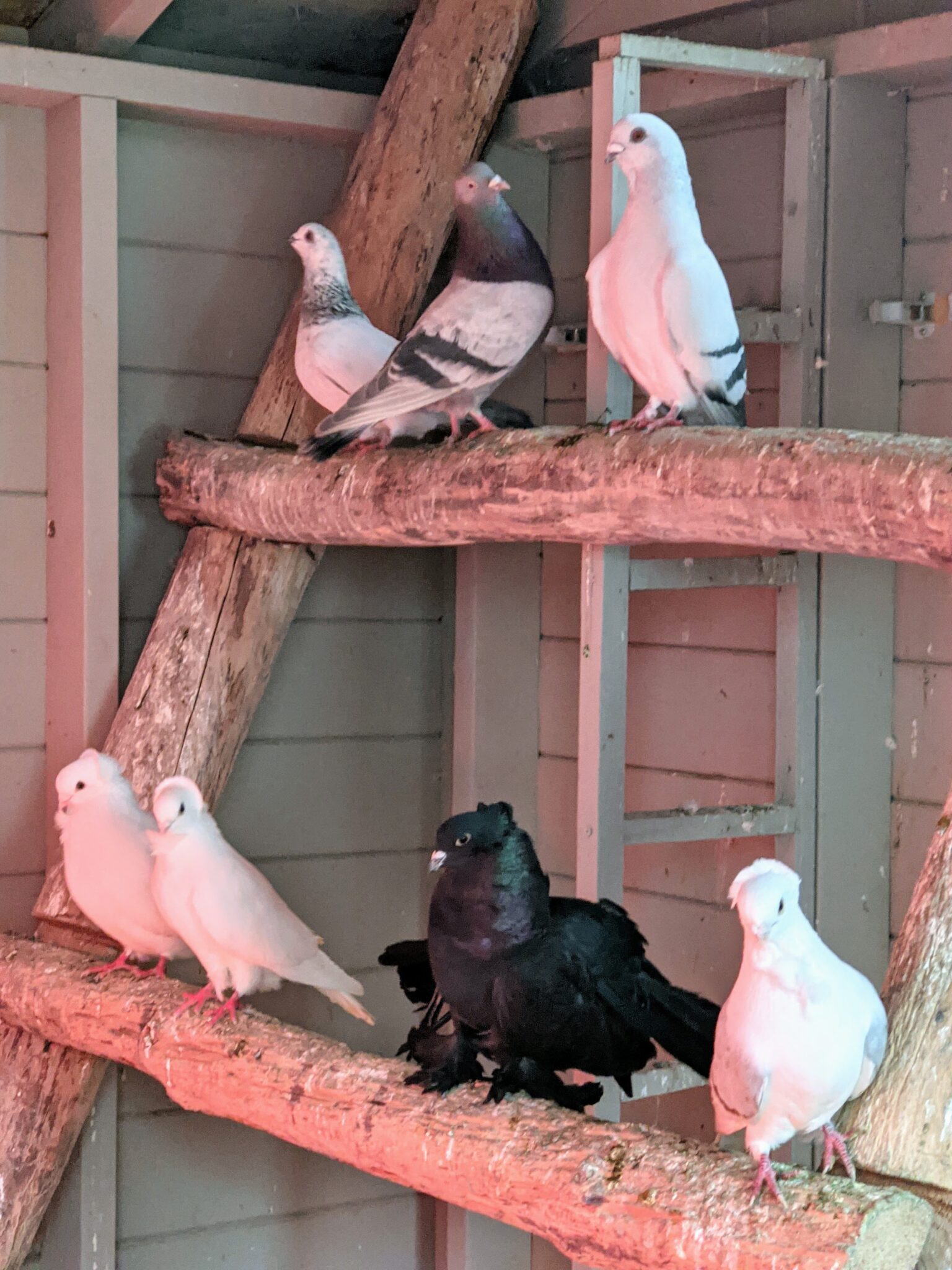 My Growing Flight of Pigeons The Martha Stewart Blog