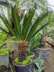 These plants grow a little more each year, so the placement of these specimens changes every time they are stored. Here’s a large sago. The sago palm, Cycas revoluta, supports a crown of shiny, dark green leaves on a thick shaggy trunk that is typically about seven to eight inches in diameter when mature, sometimes wider. I have a large collection of sago palms in different sizes.