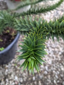 The leaves of the monkey puzzle tree are thick and stiff and have a pointed tip. The leaves overlap each other and completely cover the branches. They are sometimes said to look "reptilian" because they appear similar to a reptile's scales.